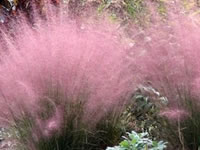 Muhly Grasses