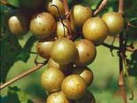 Muscadines / Scuppernongs
