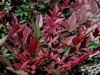 Nandina Shrubs