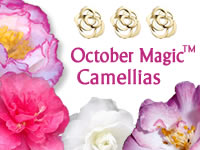 October Magic Camellia Series