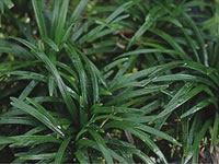 Ophiopogon - Mondo Grass