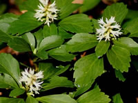 Pachysandra