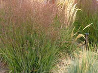 Panicum - Switch Grasses