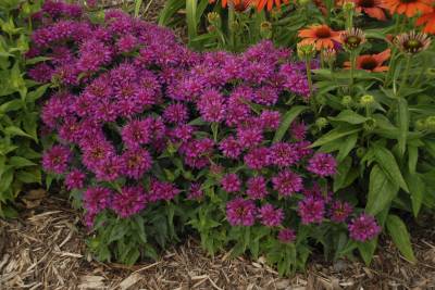 Pardon My Purple Bee Balm