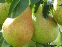 Pear Trees