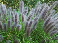 Pennisetum - Fountain Grasses