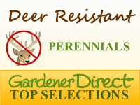 Perennials - Deer Resistant