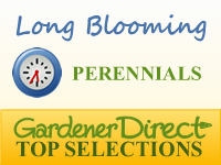 Perennials - Long Blooming