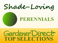 Perennials - Shade Loving