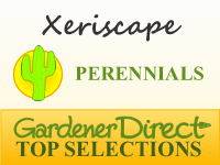 Perennials - Xeriscaping / Drought Tolerant
