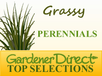 Perennial Grasses