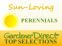 Perennials - Sun Loving
