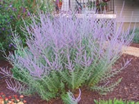 Perovskia - Russian Sage