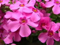 Phlox - Creeping Phlox