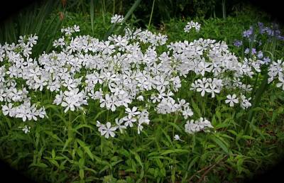 May Breeze Woodland Phlox