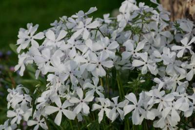 May Breeze Woodland Phlox