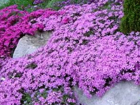 Phlox subulata - Creeping Phlox