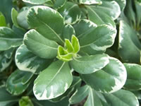 Pittosporum Shrubs