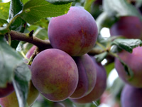 Plum Trees