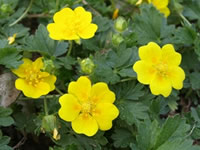 Potentilla - Cinquefoil