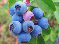 Blueberry Bushes - Rabbiteye