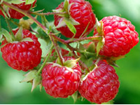 Raspberry Bushes