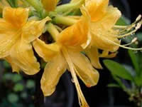 Rhododendrons & Native Azaleas