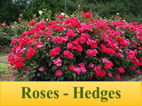 Roses - Hedges
