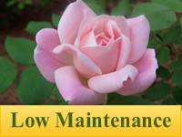 Roses - Low Maintenance