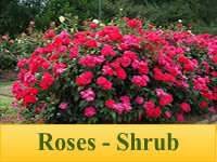 Roses - Shrub