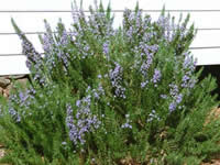 Rosemary Shrubs