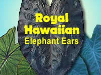 Royal Hawaiian Elephant Ears Series