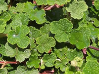 Rubus - Creeping Raspberry