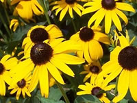 Rudbeckia - Black Eyed Susan Daisies