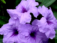 Ruellia - Mexican Petunia