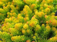 Sedum - Stonecrop