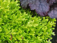 Selaginella - Spikemoss
