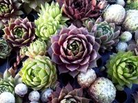 Sempervivum - Hens And Chicks