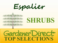 Shrubs for Espalier