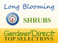 Shrubs - Long Blooming