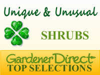 Shrubs - Unique & Unusual