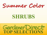 Shrubs for Summer Color