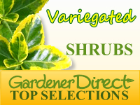 Shrubs - Variegated