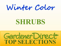 Shrubs for Winter Color