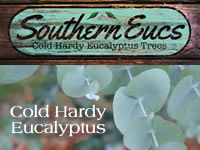 Cold Hardy Eucalyptus Trees