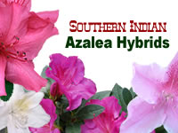 Southern Indica Azalea Hybrids
