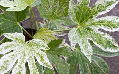 Spider's Web Japanese Aralia