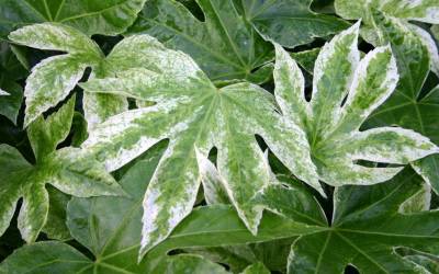 Spider's Web Japanese Aralia