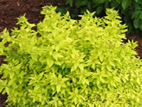 Spirea Shrubs