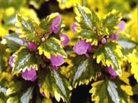 Lamium - Spotted Dead Nettle